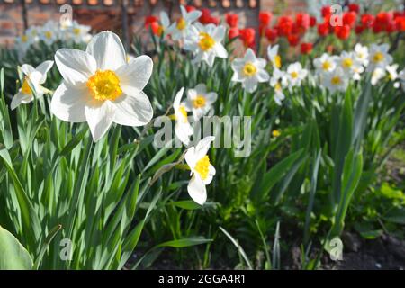 Beautiful flowerbed with first spring bulbous flowers red tulips and white and yellow highly scented narcissus, known as daffodils. Foto Stock