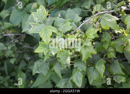 Macchia di ribes nero con muffa downy, malattia di muffa polverulenta sulle foglie in una stagione bagnata Foto Stock