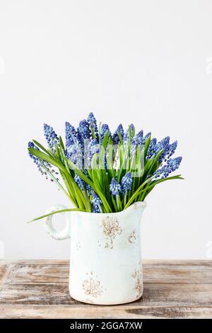 Fiori di muscari blu (giacinto d'uva) in vaso di ceramica d'epoca. Decorazioni per feste Foto Stock