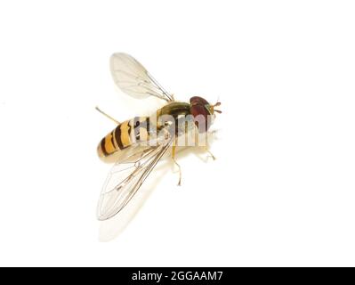 L'hoverfly Episyrphus balteatus isolato su sfondo bianco Foto Stock