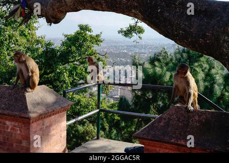 Scimmie rhesus Macaque (Macaca mulatta) che siedono sulla pietra nel tempio delle scimmie di Swayambhunath a Kathmandu, Nepal Foto Stock