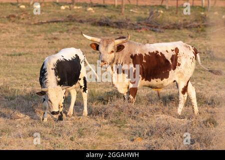 nguni bull e Bullock, bestiame in un pascolo al tramonto nel Capo Occidentale, Sudafrica. Indigena in Sudafrica questa razza di bestiame ibrido hardy ha Foto Stock