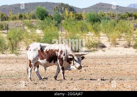 Nguni Bull, bestiame bovino, una razza ibrida hardy indigena in Sud Africa, in un pascolo nel Capo Occidentale Foto Stock