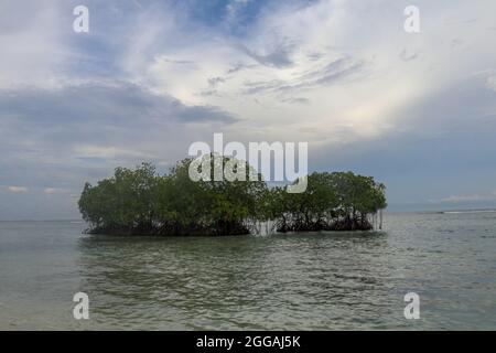 Due mangrovie nelle acque poco profonde dell'Oceano Indiano. Cespugli di mangrovie verdi che crescono vicino alla riva. Livello del mare calmo. Cielo coperto con nuvole panoramiche Foto Stock