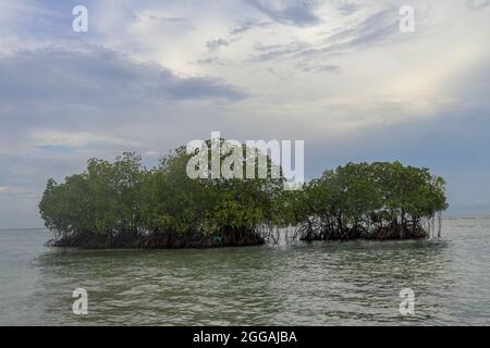 Due mangrovie nelle acque poco profonde dell'Oceano Indiano. Cespugli di mangrovie verdi che crescono vicino alla riva. Livello del mare calmo. Cielo coperto con nuvole panoramiche Foto Stock