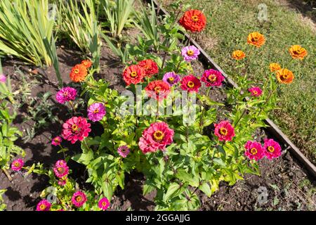 Coloratissime cultivar di Zinnia elegans conosciute come zinnia comune o zinnia elegante, crescendo in un giardino nel mese di agosto, Inghilterra Foto Stock