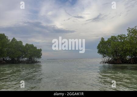 Due mangrovie nelle acque poco profonde dell'Oceano Indiano. Cespugli di mangrovie verdi che crescono vicino alla riva. Livello del mare calmo. Cielo coperto con nuvole panoramiche Foto Stock