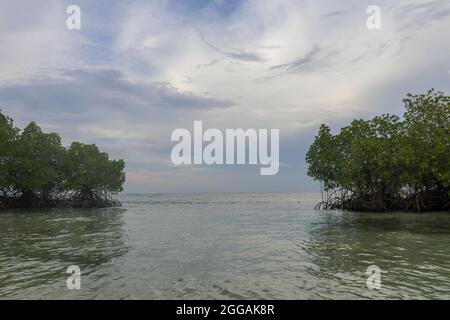 Due mangrovie nelle acque poco profonde dell'Oceano Indiano. Cespugli di mangrovie verdi che crescono vicino alla riva. Livello del mare calmo. Cielo coperto con nuvole panoramiche Foto Stock