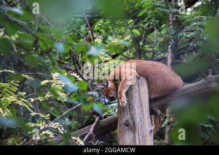 puma addormentato sull'albero Foto Stock