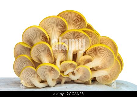 Crescita industriale di funghi ostriche su plastica bianca isolata su sfondo bianco Foto Stock