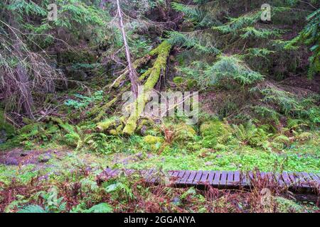 Sentiero escursionistico in una vecchia foresta naturale boreale Foto Stock