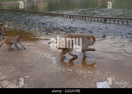 Scimmie rhesus macaque (Macaca mulatta) sulle rive del fiume Ganges a Haridwar, Haridwar è una città e società comunale nel dis Haridwar Foto Stock