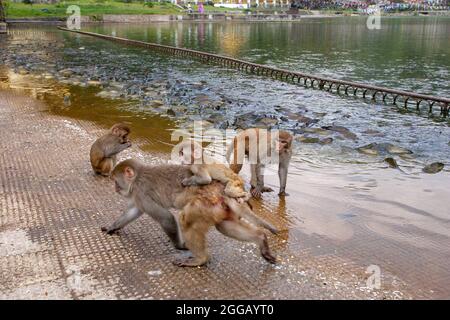 Scimmie rhesus macaque (Macaca mulatta) sulle rive del fiume Ganges a Haridwar, Haridwar è una città e società comunale nel dis Haridwar Foto Stock