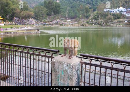 Scimmie rhesus macaque (Macaca mulatta) sulle rive del fiume Ganges a Haridwar, Haridwar è una città e società comunale nel dis Haridwar Foto Stock