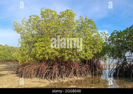 Cespugli di mangrovie in acque poco profonde dell'oceano Indiano a bassa marea. Isolotti di sabbiosa roccia tra lebbie di acqua di mare. Grovigli densi esposti di lungo Foto Stock