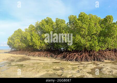 Cespugli di mangrovie in acque poco profonde dell'oceano Indiano a bassa marea. Isolotti di sabbiosa roccia tra lebbie di acqua di mare. Grovigli densi esposti di lungo Foto Stock