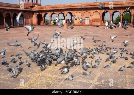 Jama Masjid, Delhi, India. Il Masjid-i Jehan-Numa (Lit. 'World-Reflecting Mosque'), comunemente conosciuta come il Jama Masjid di Delhi, è uno dei più grandi Foto Stock