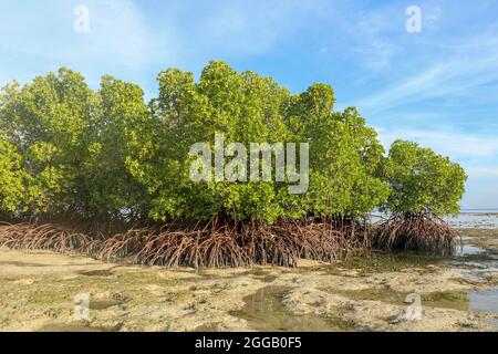 Cespugli di mangrovie in acque poco profonde dell'oceano Indiano a bassa marea. Isolotti di sabbiosa roccia tra lebbie di acqua di mare. Grovigli densi esposti di lungo Foto Stock