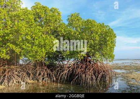 Cespugli di mangrovie in acque poco profonde dell'oceano Indiano a bassa marea. Isolotti di sabbiosa roccia tra lebbie di acqua di mare. Grovigli densi esposti di lungo Foto Stock