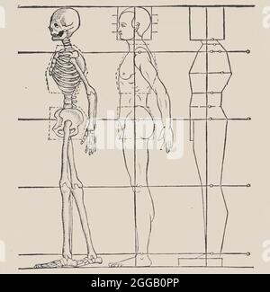 Illustrazione anatomica, 1564. Da Des Circkels unnd Richtscheyts, auch der Perspectiva und Proportion der Menschen und rosse, kurtze, doch gr&#xfc;ndtliche underweisung de&#xdf; rechten gebrauchs, un libro sulla prospettiva e la proporzione. Foto Stock