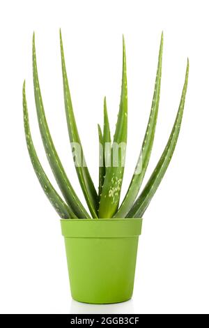 Aloe vera piante in vaso isolato su bianco Foto Stock