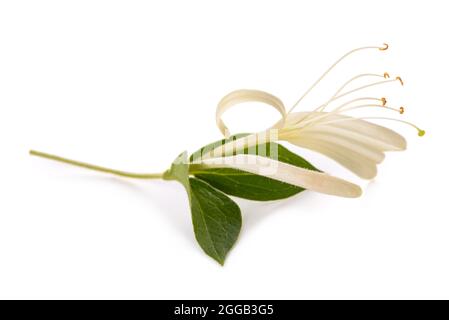 torce di miele con fiori bianchi e foglie verdi isolate su sfondo bianco Foto Stock