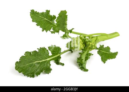 Rabini freschi o broccoli isolati su sfondo bianco Foto Stock