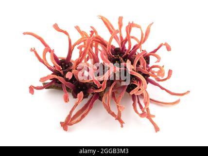 hamamelis fiore rosso isolato su sfondo bianco Foto Stock