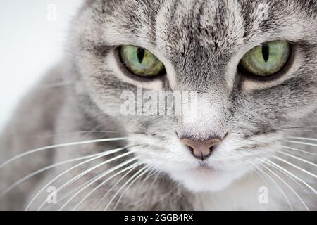 Primo piano di un gatto tabby grigio con occhi verdi e un naso rosa che guarda nel telaio. Foto Stock