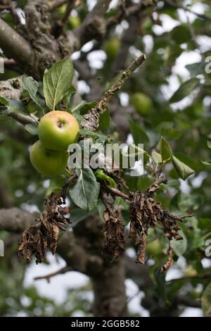 Canker di mele Neonectria ditissima (syn. Neonectria galligena, NECTRIA galligena) che mostra parti morte di rami e ramoscelli e frutti di spur su un app Foto Stock