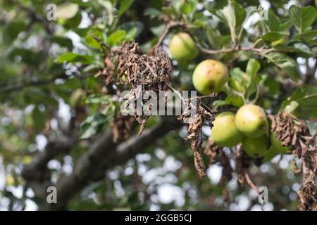 Canker di mele Neonectria ditissima (syn. Neonectria galligena, NECTRIA galligena) che mostra parti morte di rami e ramoscelli e frutti di spur su un app Foto Stock