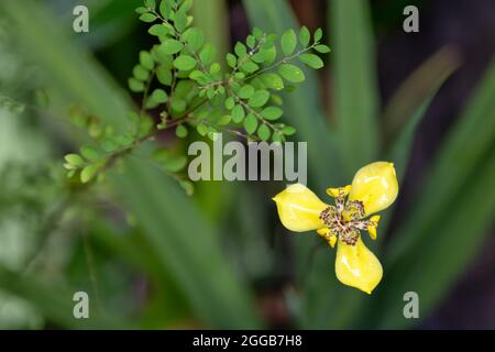 Giallo a piedi Iris vicino a Kuranda Foto Stock