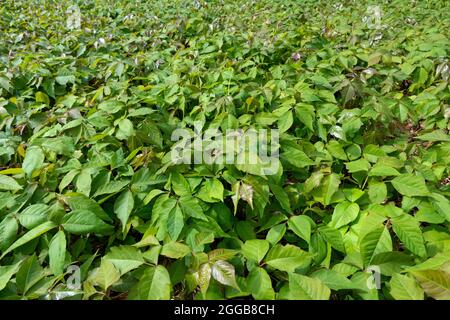 Campo con radici Toxicodendron, comunemente noto come edera di veleno orientale, coltivato e usato come medicina omeopatica Foto Stock