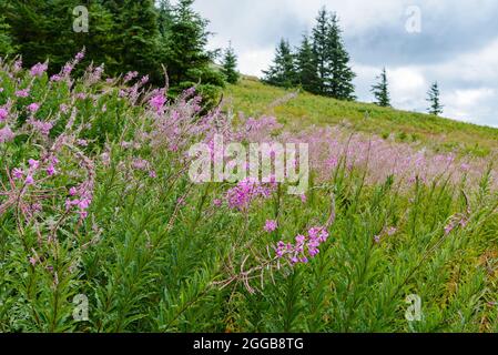 Fiori di Fiore (Chamaenerion angustifolium) in piena fioritura. Oregon, Stati Uniti. Foto Stock