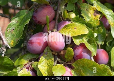 Avalon prugs - Avalon è una varietà relativamente nuova di prugne che è stato allevato per essere migliore di Victoria. Coltivando su un albero di prugne in agosto, Inghilterra Foto Stock