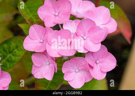 Un primo piano di Hydrangea macrophylla rosa pallido (thunb.) ser fiori della famiglia Hydrangeaceae. Crescere in un giardino inglese nel mese di agosto, Regno Unito