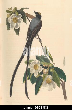 Flycatcher a forcella, Gordonia lasianthus, 1840-44. Dagli Uccelli d'America dai disegni fatti negli Stati Uniti. Foto Stock