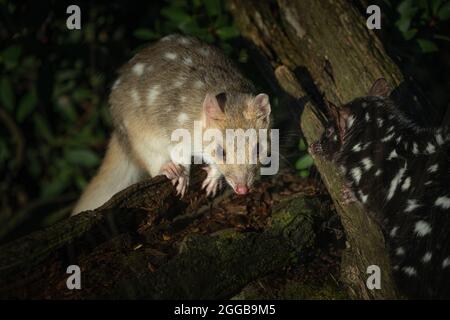 Un quoll nero orientale nello zoo Foto Stock