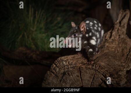 Primo piano di un quoll orientale su un ceppo nello zoo Foto Stock