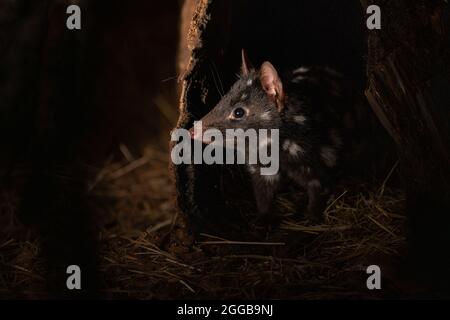 Primo piano di un quoll orientale nello zoo Foto Stock