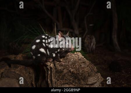 Primo piano di un quoll orientale su un ceppo nello zoo Foto Stock