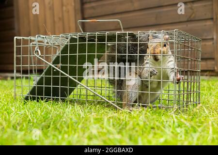 Scoiattolo grigio selvatico catturato e intrappolato in una trappola umana dopo aver causato un fastidio in un giardino suburbano scavando il prato. Gli scoiattoli sono un parassita dei vermi. REGNO UNITO (127) Foto Stock