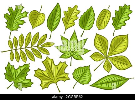 Set vettoriale di foglie verdi, raccolta di lotti di illustrazioni ritagliate stagione primaverile foglia per erbario, gruppo di cartoni animati design verde rowan Sprig e ma Illustrazione Vettoriale