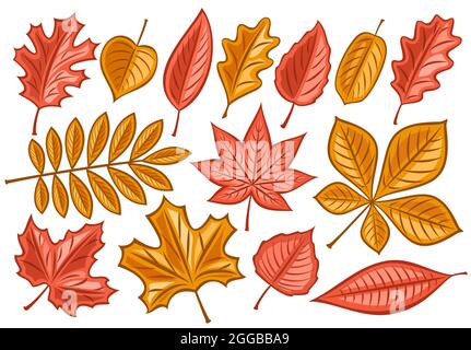 Set vettoriale di foglie d'autunno, raccolta di lotti di illustrazioni tagliate stagione d'autunno foglia secca per erbario, gruppo di cartoni animati disegno rowan sprig e uomo Illustrazione Vettoriale