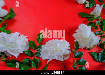 cornice di rose bianche e rami verdi su sfondo rosso. Spazio di copia. Vista dall'alto. Mockup floreale. Biglietto di auguri, bellezza, cosmetici Foto Stock