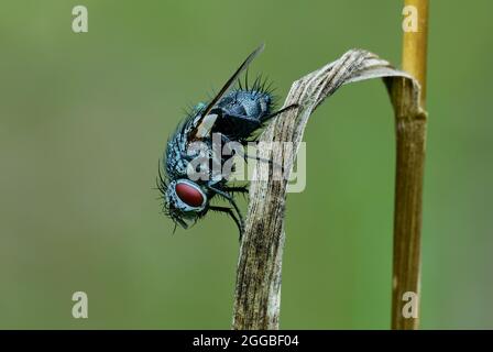 Bottiglia blu europea vola dopo la pioggia. Seduta su erba secca nel prato. Sfondo verde naturale sfocato. Spazio di copia. Genere Calliphora vicina. Foto Stock