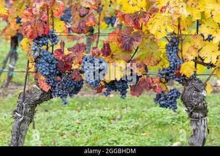 Uve Blu Cabernet Moravia in vigna d'autunno, Moravia meridionale, Repubblica Ceca Foto Stock