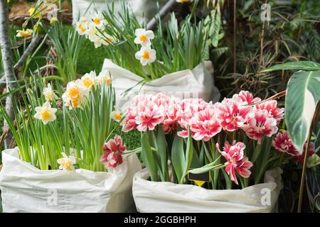 Tulipani e narcisi doppi bianchi e rosa crescono in vasi di fiori in una serra. Concetto di floricoltura. Foto Stock
