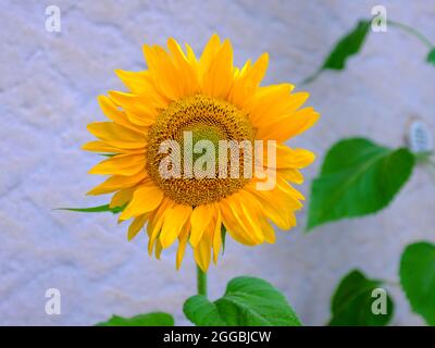 Testa di girasole che cresce di fronte al giardino bianco muro di casa in Francia Foto Stock