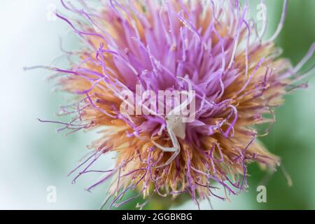 Ragno di granchio bianco umpato, Thomisus onustu, sul Maltese Rock-Centaury fiore Cheirolophus crassifolius Foto Stock